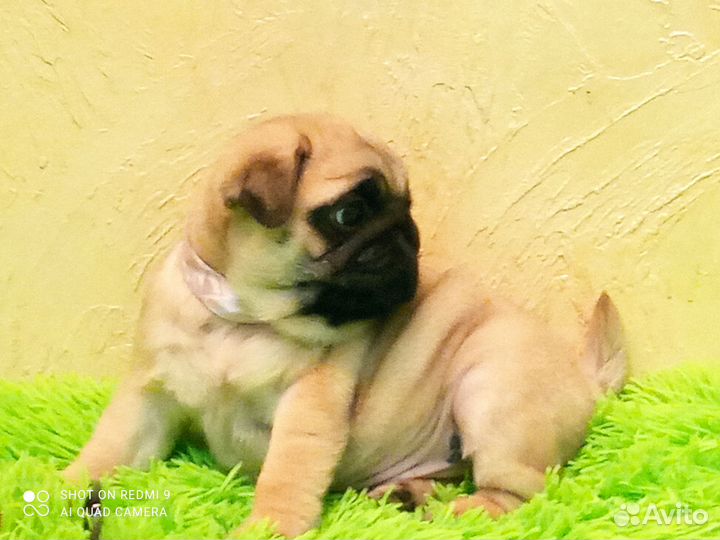 Щенки мопса