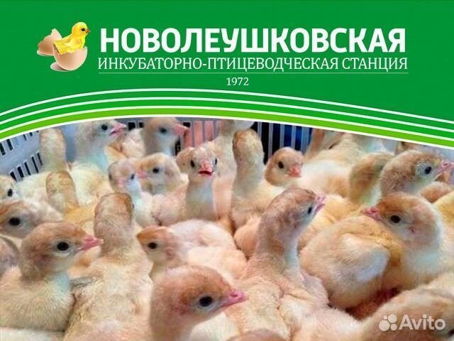 Индюшата суточные Биг 6