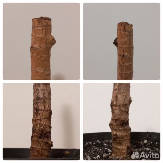 Драцена Лемон лайм черенок с корнями