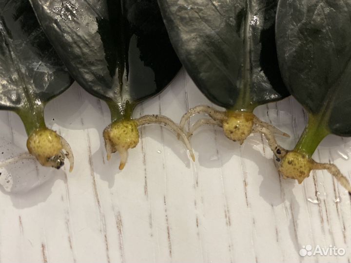 Замиокулькас черный равен