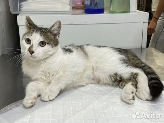 Котенок-зайчик ищет дом