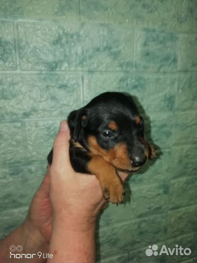 Щенки цвергпинчера