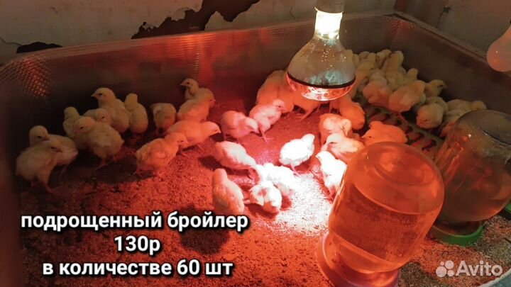 Бройлеры Росс 308