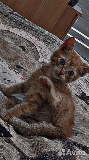 Рыжик в добрые руки