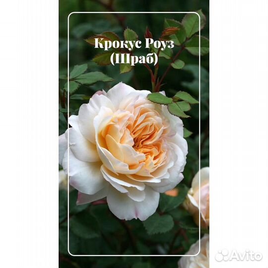Розы оптом и розницей