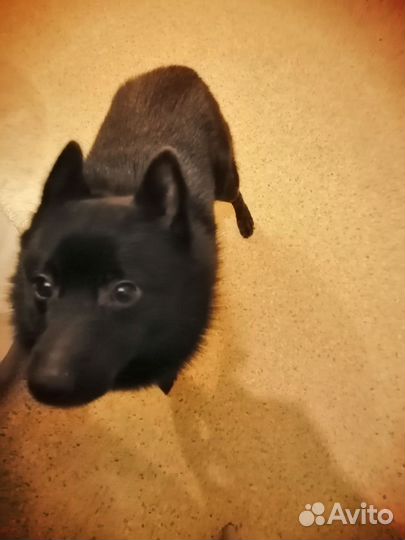 Шипперке Вязка