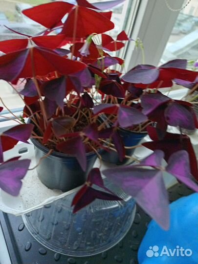 Оксалис - кислица