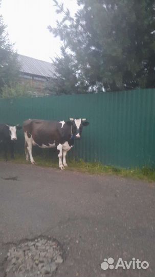 Корова стельная дойная