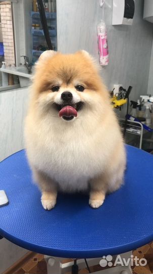 Стрижка собак