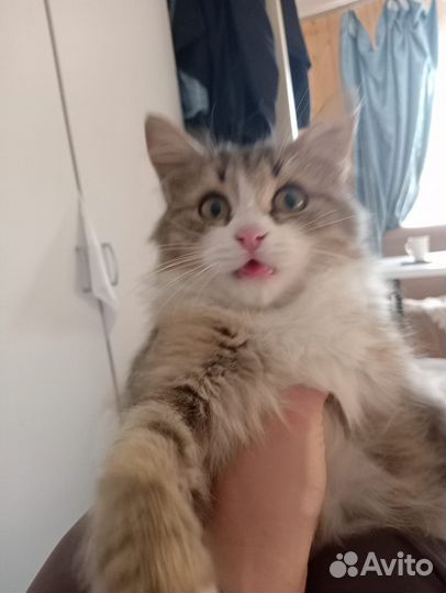 Котенок девочка в дар