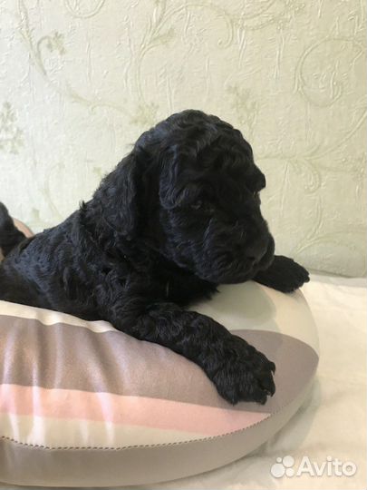 Щенки пуделя