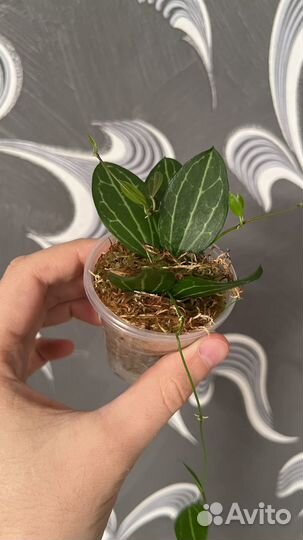 Dischidia ovata / Дисхидия овата