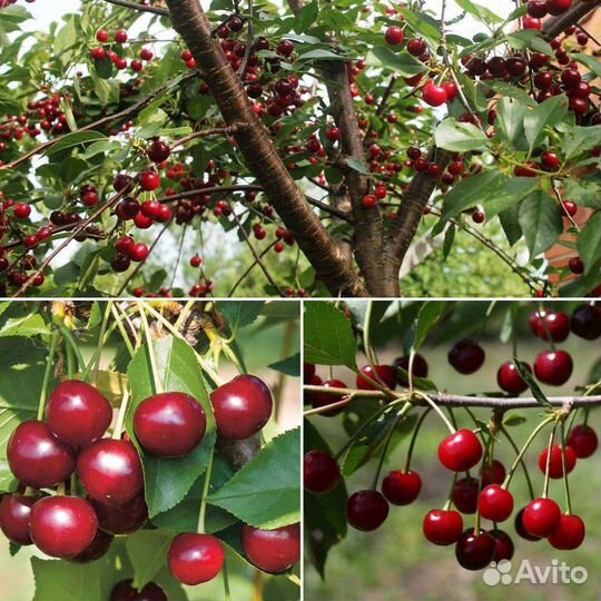 Саженцы плодово-ягодных И декоративных культур