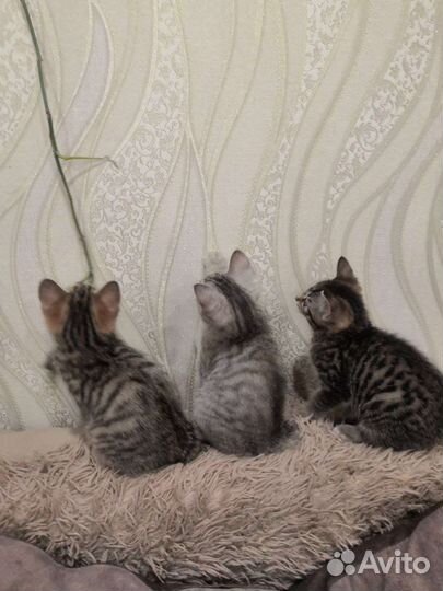 Кошки курильский бобтейл