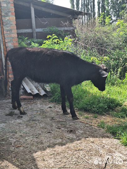 Корова молочная дойная