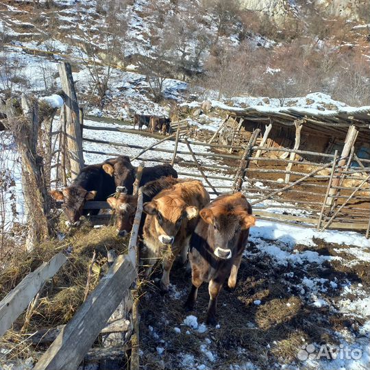 Продаются телята
