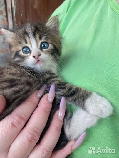 Котята в добрые руки даром