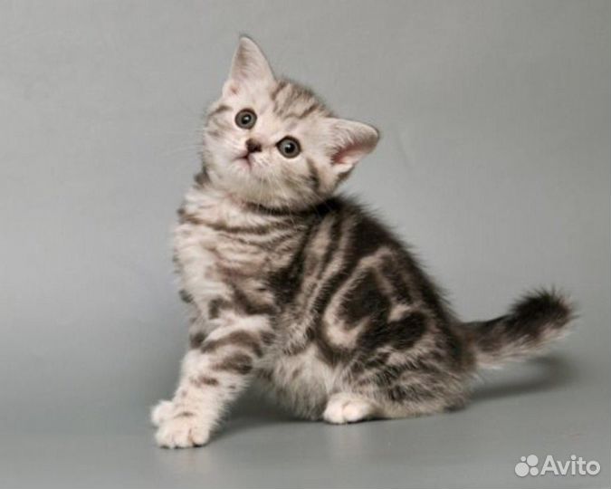 Шотландские котята