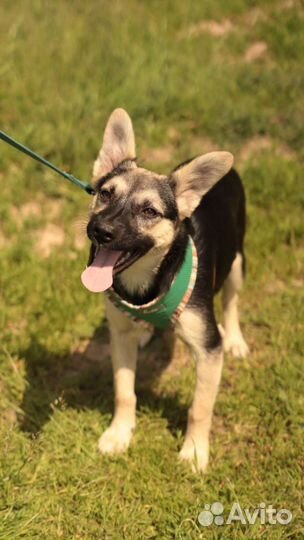 Щенки метис овчарки бесплатно