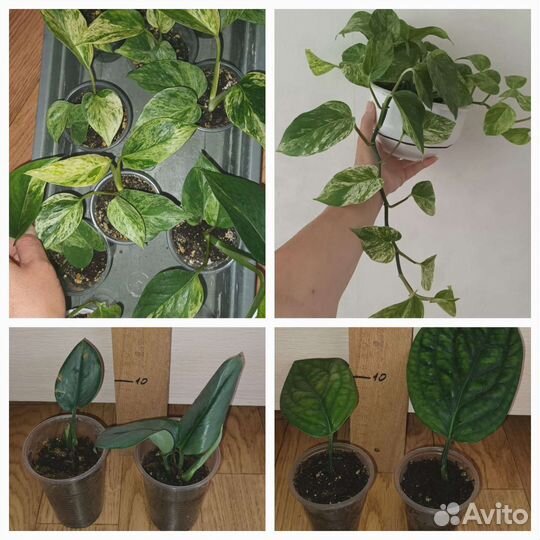 Коллекционные сингониумы,сциндапсусы,монстеры