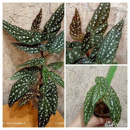 Бегонии природники (кейн, шраб)