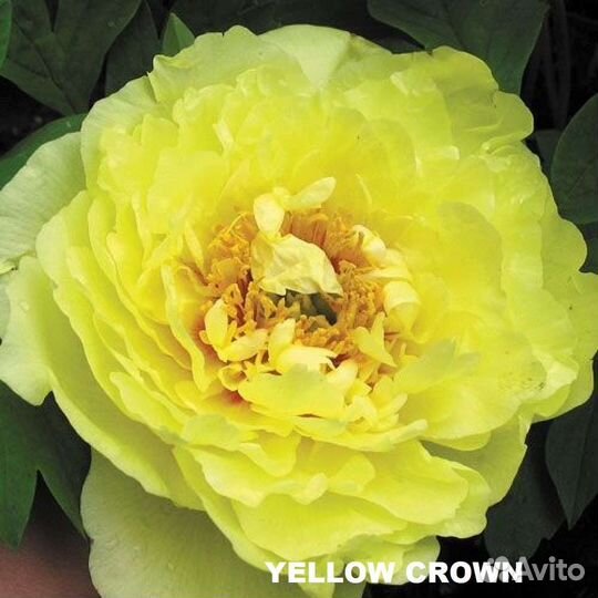 Голландские корни пионов урожай 2023г