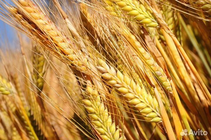 Семена Ячменя,Пшеницы, Овса