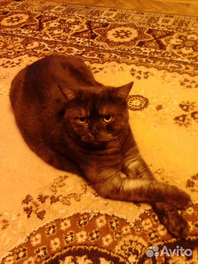 Отдам кота в добрые руки