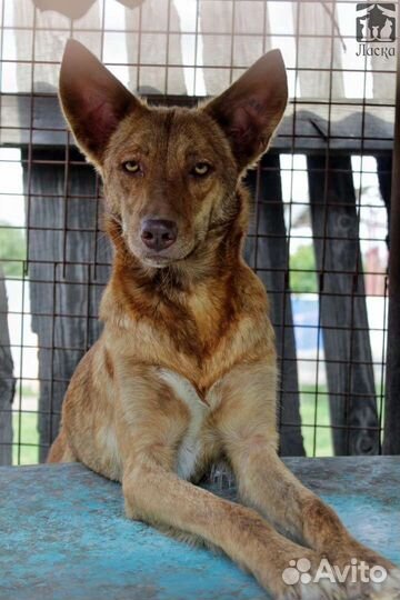 Ява в добрые руки