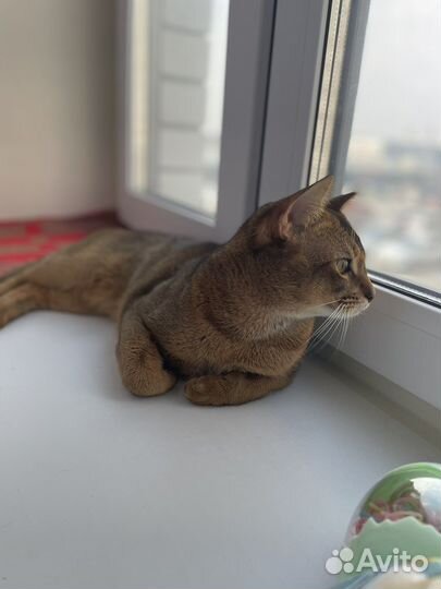 Абиссинец вязка