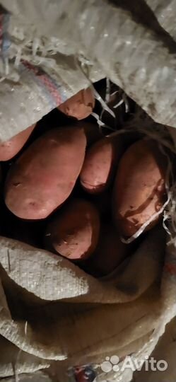 Продам картошку