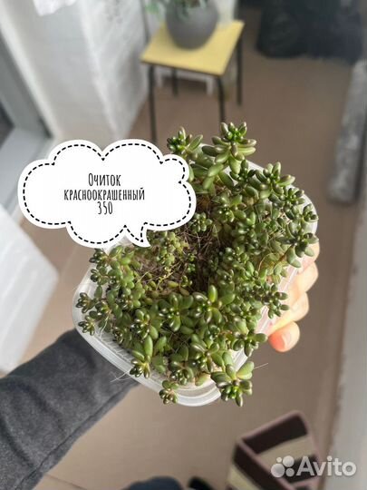 Суккуленты