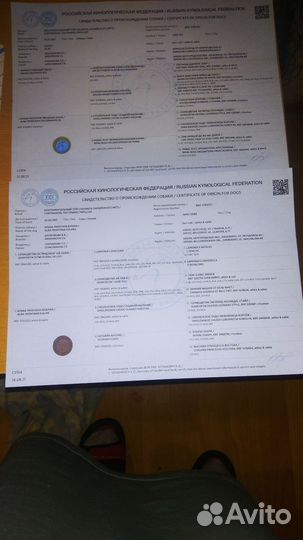 Континентальный той спаниель