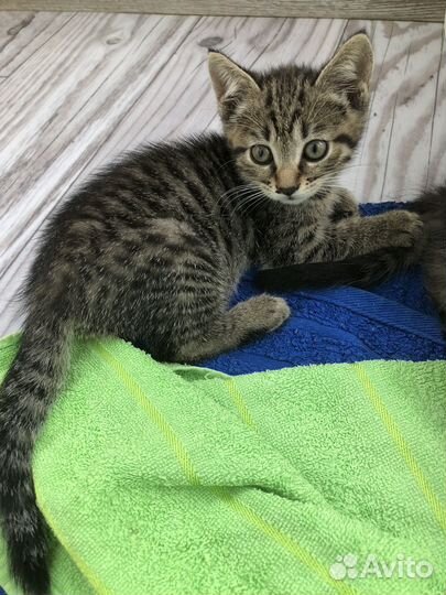 Ищем котику дом