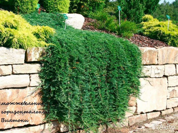 Можжевельник стелющийся (распростертый)