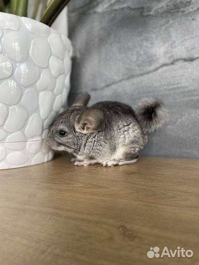 Шиншилла