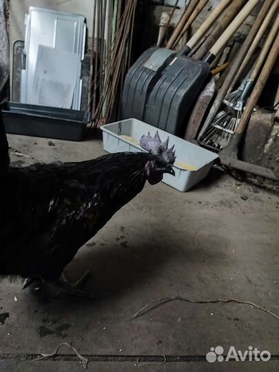 Черный петух