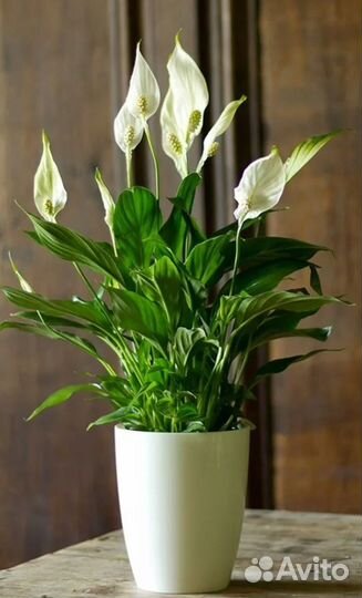 Спатифиллум