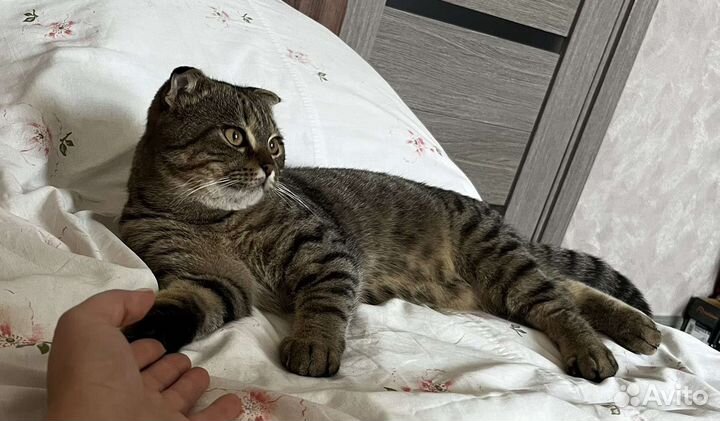 Шотландский вислоухий кот