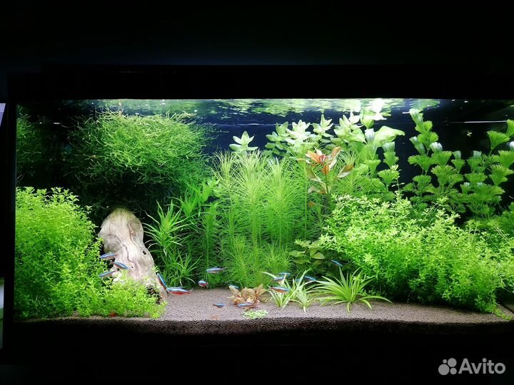 Аквариумные растения