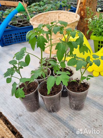 Рассада помидор