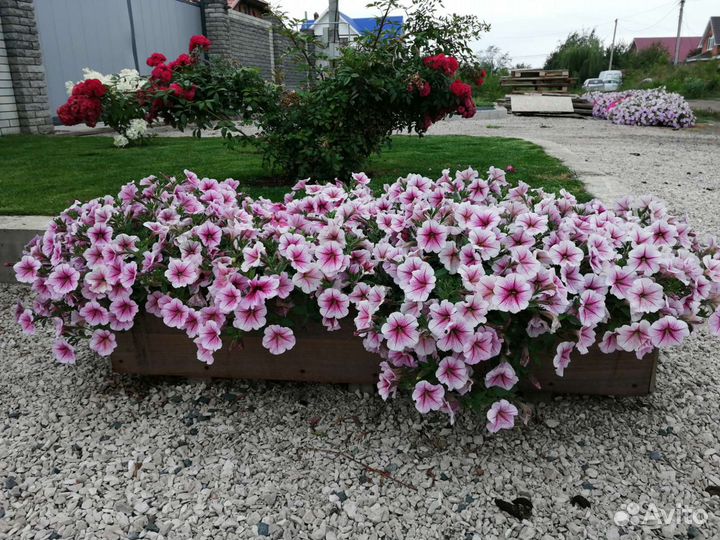 Ампельные петунии