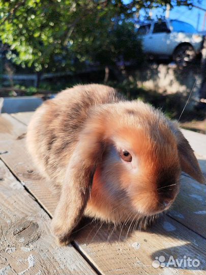 Карликовые, декоративные кролики