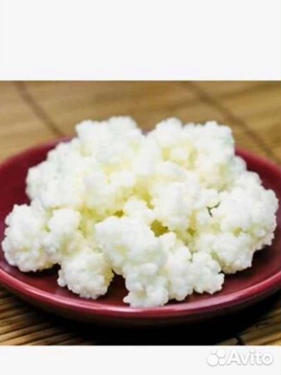 Тибетский молочный гриб(цена за 1ч.л.)