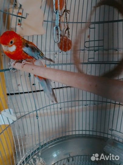 Попугай розелла