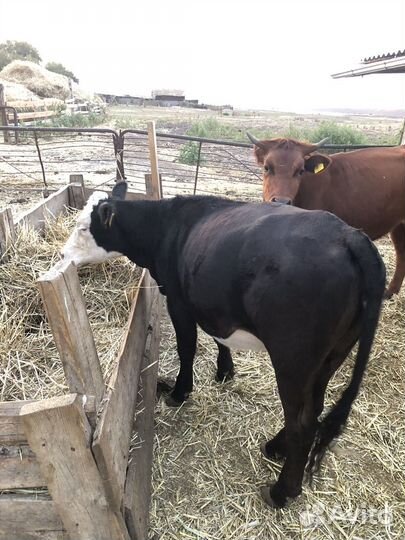 Телки годовалые