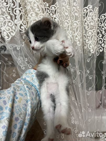 Котята ищут дом