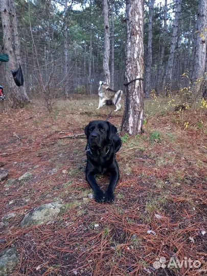 Кабель для случки