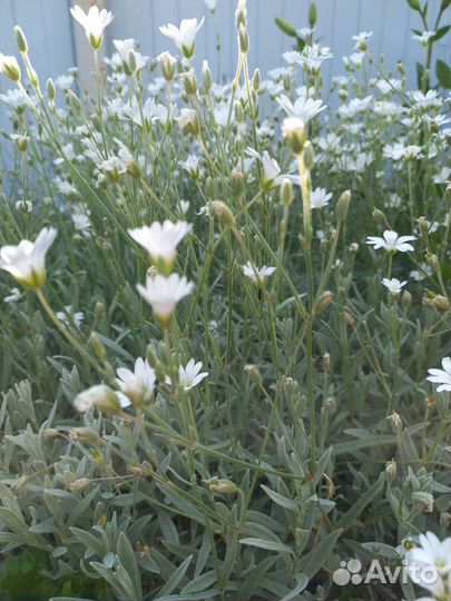 Почвопокровные растения для сада,не прихотливые