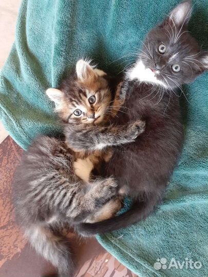 Котятки бесплатно
